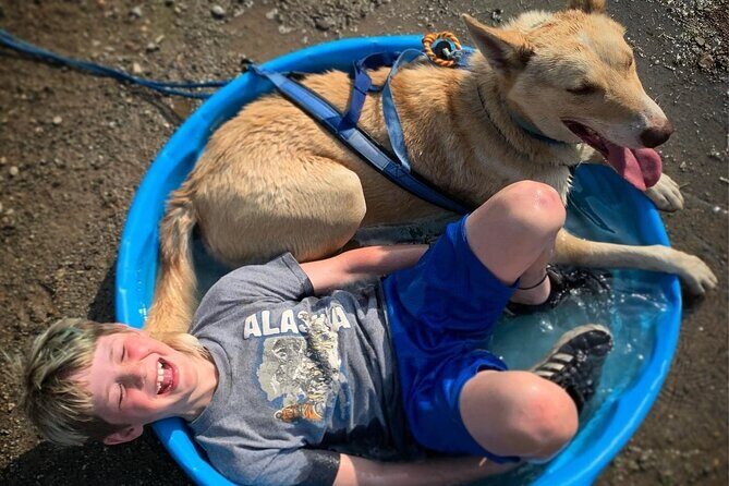 Summer Dog Sledding Adventure in Willow, Alaska - Practical Details and Value