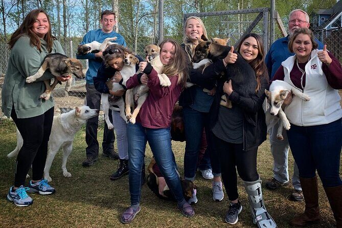 Summer Dog Sledding Adventure in Willow, Alaska - The Sum Up