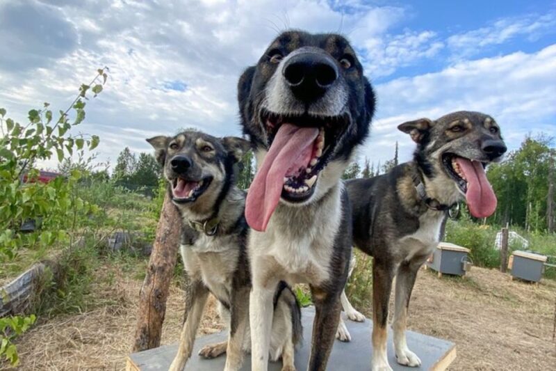 Summer Sled Dog Kennel Tour - Exploring the Summer Sled Dog Kennel Tour