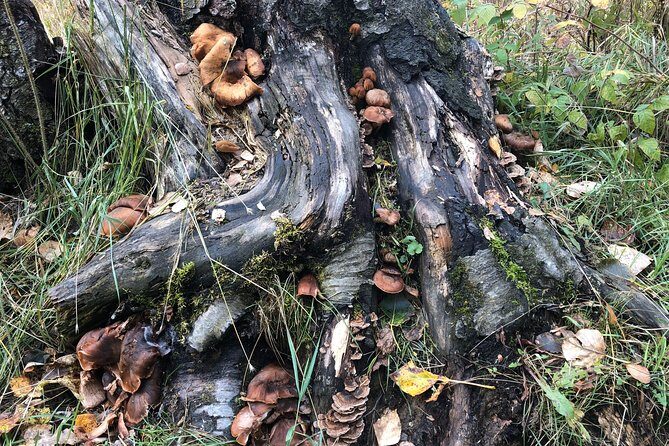 Summer Valley and Forest Hike - FAQ