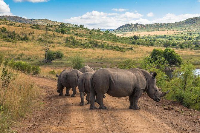 Sun City & Pilanesberg Game Reserve (Closed Vehicle) - What We Love About This Tour