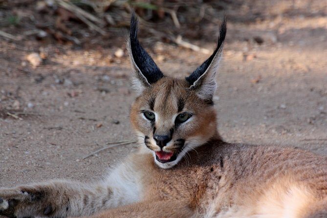 Sun City & Pilanesberg Game Reserve (Closed Vehicle) - Practical Details and Tips