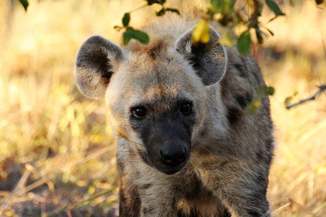 Sun City & Pilanesberg Game Reserve (Closed Vehicle) - The Sum Up
