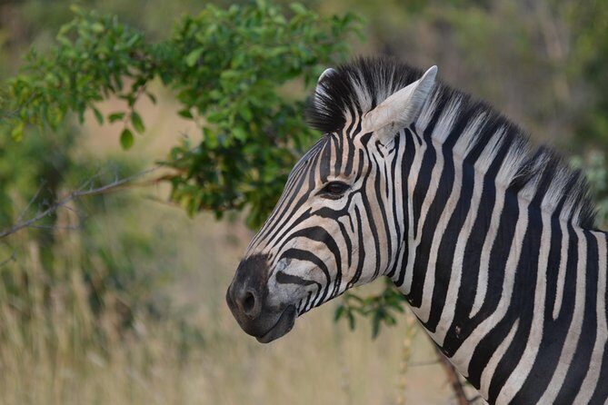 Sun City & Pilanesberg Game Reserve (Closed Vehicle) - FAQs