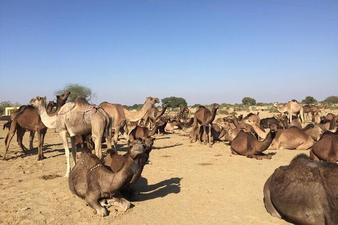 Sun Set Safari with Dinner - Frequently Asked Questions (FAQs)