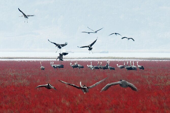 Suncheon and Yeosu Daily Private Tour with Pickup Service - Final Thoughts: Who’s This Tour For?