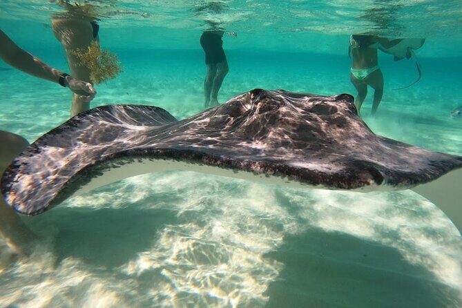 Sunrise at Stingray City, Private Tour - An In-Depth Look at the Sunrise Stingray Experience