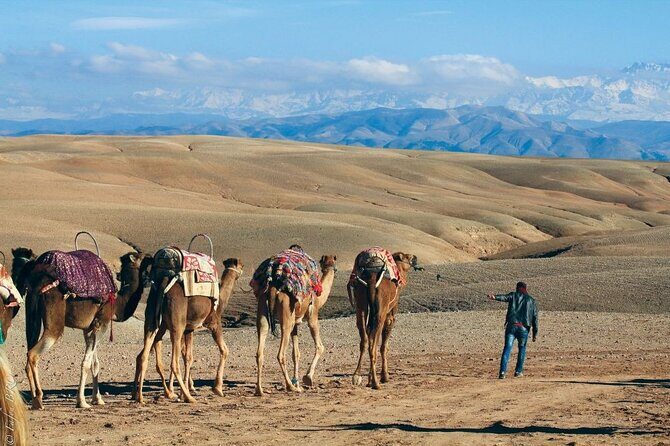 Sunrise Camel Ride and Breakfast in Agafay Desert from Marrakech - Frequently Asked Questions (FAQs)