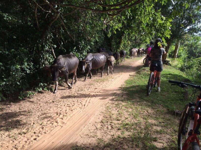 Sunrise Cycling Of Angkor Wat Temple - Practical Details: Price, Inclusions, and Considerations