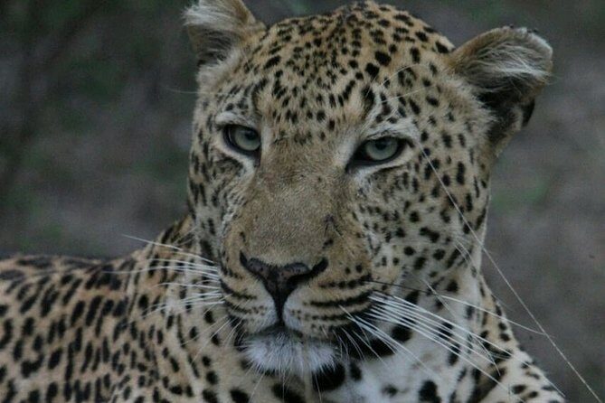 Sunrise Safari - An In-Depth Look at the Sunrise Safari Experience