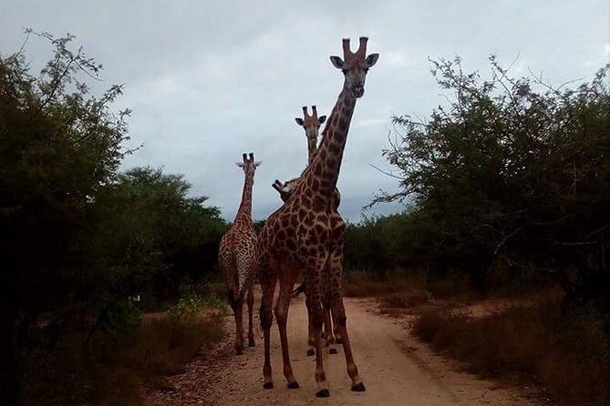 Sunrise Safari - Frequently Asked Questions