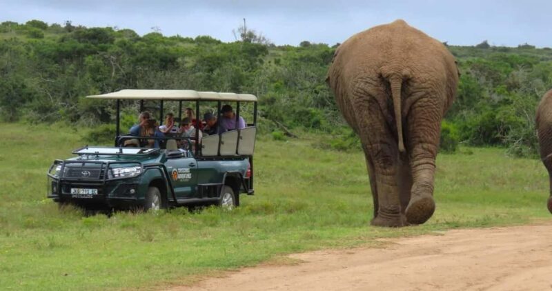Sunrise Safari - through Addo Park to Schotia reserve - Why This Safari Offers Good Value