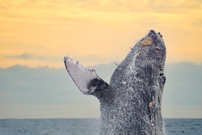 Sunrise Whale Watching boat tour with marine biologist - Key Points