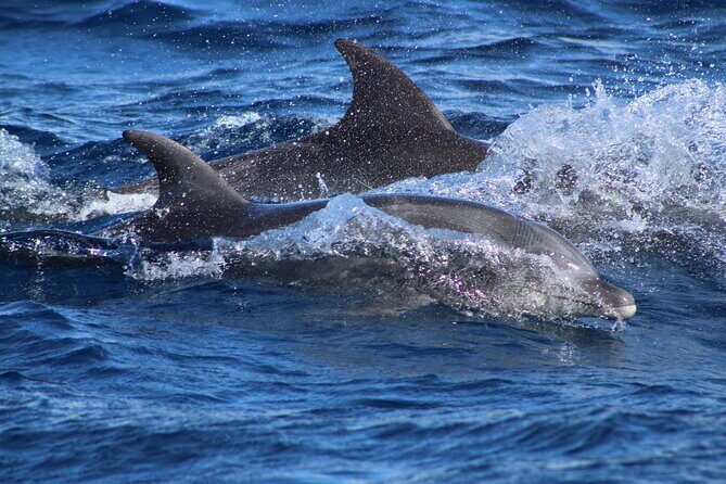 Sunrise Whale Watching boat tour with marine biologist - The Sum Up