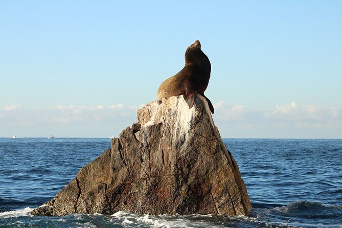 Sunrise Whale Watching boat tour with marine biologist - Frequently Asked Questions