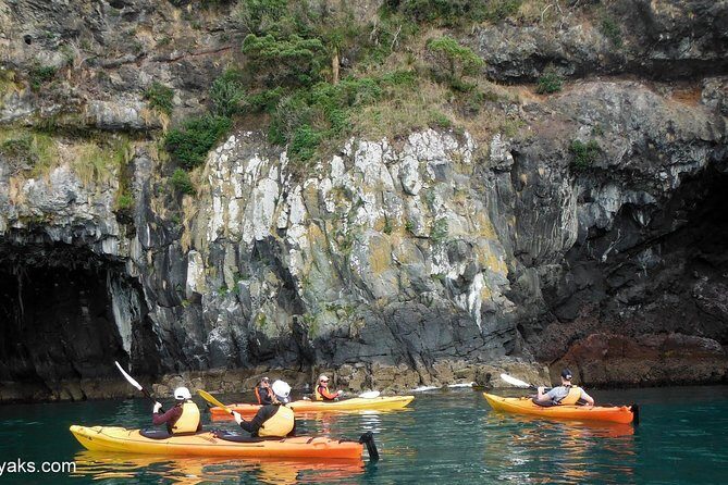 Sunrise wildlife sea kayaking in Akaroa marine reserve - The Value of This Tour