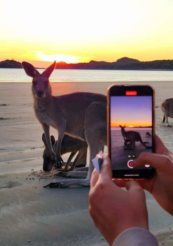 Sunrise with the Kangaroos & Wallabies - Airlie Beach - FAQ