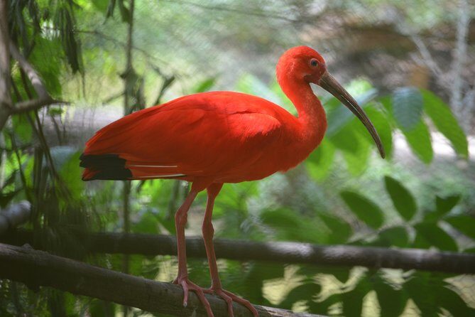 Sunset Boat Tour into Caroni Wetlands - Key Points