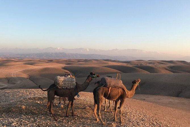 Sunset Camel ride Agafay desert including dinner and transport - The Itinerary: What to Expect from Start to Finish