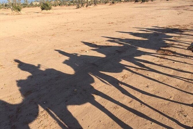 Sunset Camel Ride in Agadir or Taghazout With Transfers - A Gentle Introduction to Moroccan Camel Rides