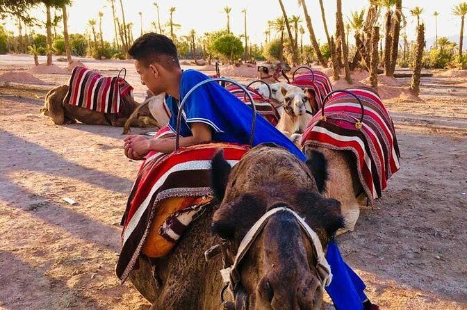 Sunset Camel Ride in the Palm Grove Of Marrakech - An In-Depth Look at the Marrakech Sunset Camel Ride