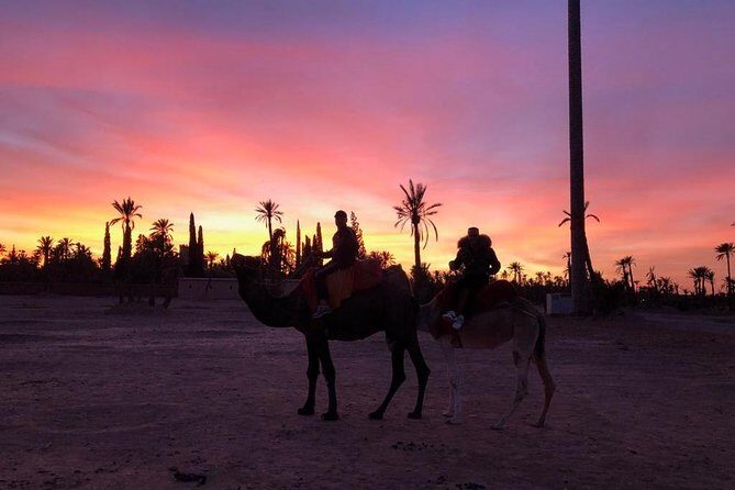 Sunset Camel Ride in the Palm Grove Of Marrakech - The Sum Up: Why It’s a Good Choice