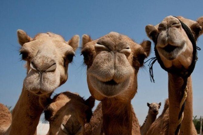 Sunset Camel Ride Including BBQ Dinner From Ras Al Khaimah - A Genuine Look at the Sunset Camel Ride and BBQ Dinner in Ras Al Khaimah
