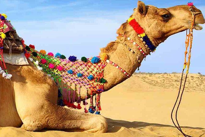 Sunset Camel Ride Including BBQ Dinner From Ras Al Khaimah - Who Should Consider This Tour?