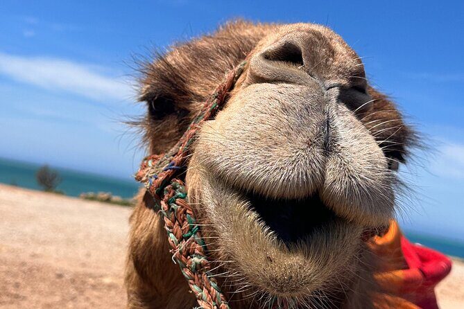 Sunset Camel Ride on Achakkar Beach - The Authenticity and Practicalities