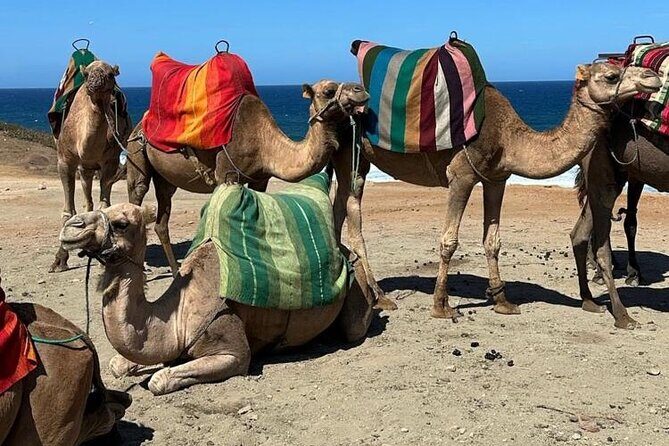 Sunset Camel Ride on Achakkar Beach including Traditional Dinner - FAQs