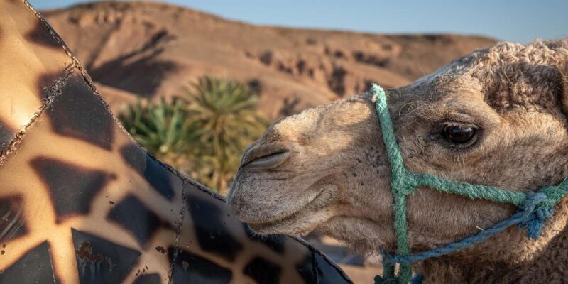 Sunset Camel Ride with an Authentic Dinner in an Oasis - Who Will Appreciate This Tour?
