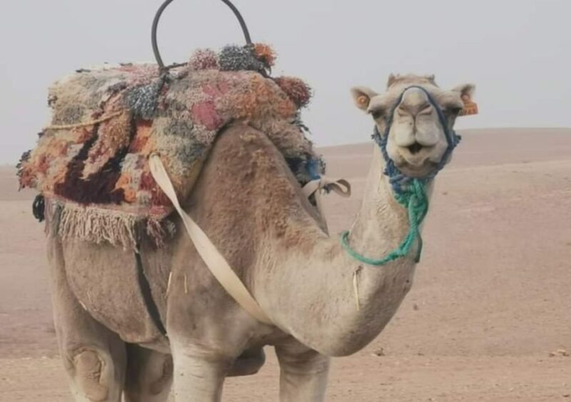 Sunset Camel Riding in Agafay Desert & Dinner in Chouf L'Or - Key Points