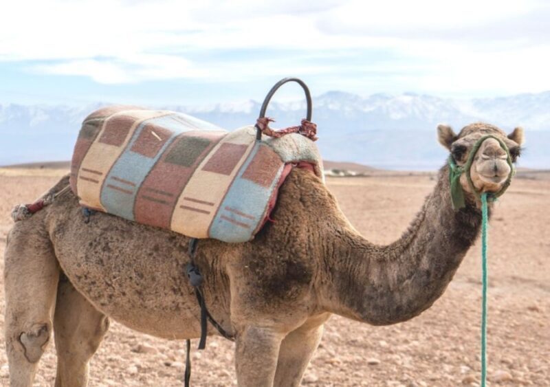 Sunset Camel Riding in Agafay Desert & Dinner in Chouf L'Or - What Travelers Say