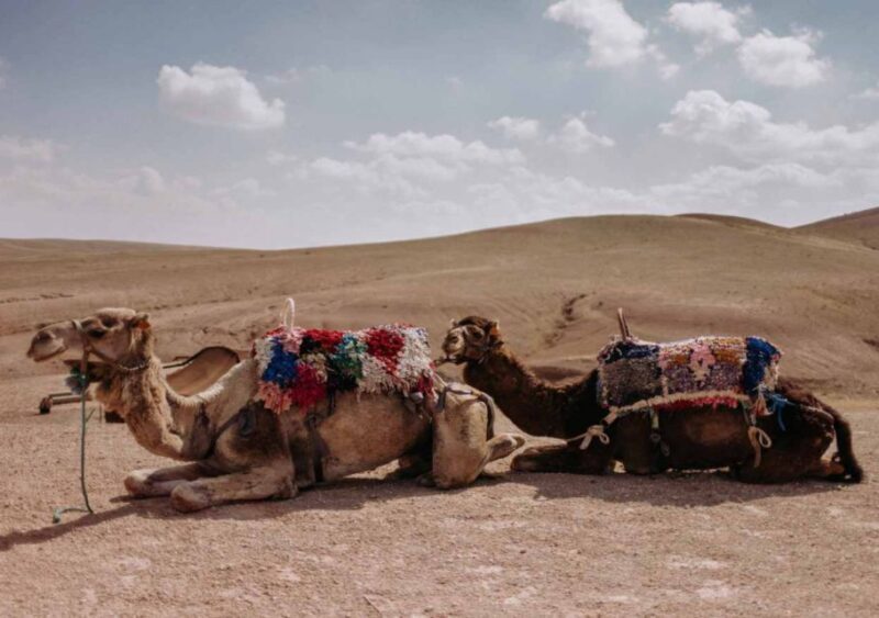 Sunset Camel Riding in Agafay Desert & Dinner in Chouf L'Or - Who Is This Tour Best For?