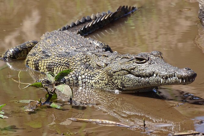 Sunset Cruise & Game Drive Combo Experience - MINIMUM 2 PEOPLE - An Authentic Taste of Livingstone: The Combo Experience