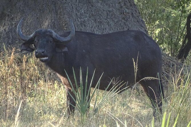 Sunset Cruise & Game Drive Combo Experience - MINIMUM 2 PEOPLE - The Value of This Experience
