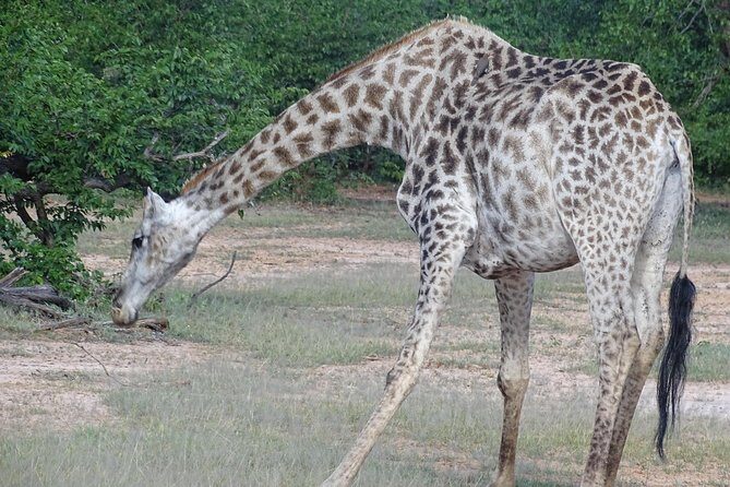 Sunset Cruise & Game Drive Combo Experience - MINIMUM 2 PEOPLE - Final Thoughts: Who Will Love This Tour?