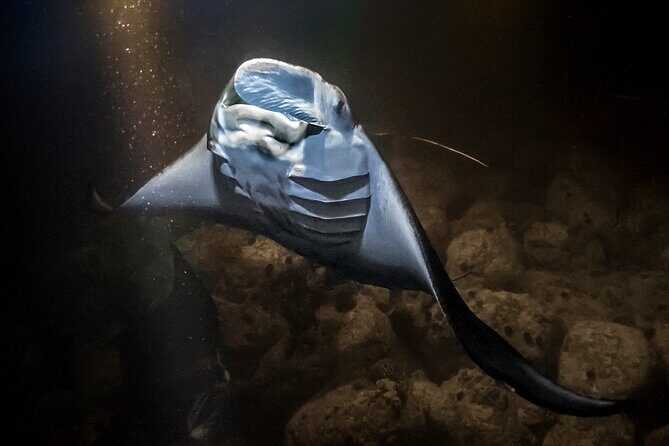 Sunset Cruise & Manta Night Snorkeling Charter - FAQs