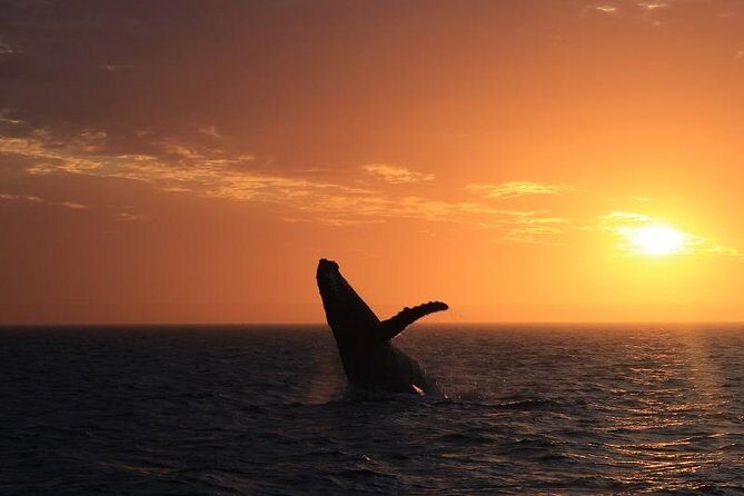 Sunset Cruise Wildlife Watching - What to Expect on the Sunset Cruise Wildlife Watching Tour