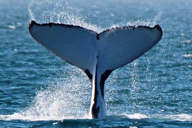 Sunset Cruise Wildlife Watching - Analyzing the Value and Practicalities