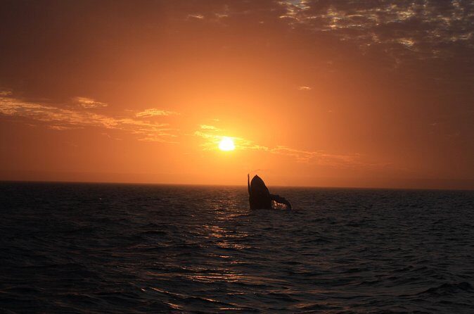 Sunset Cruise Wildlife Watching - Who Should Consider This Tour?