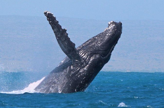Sunset Cruise Wildlife Watching - FAQ