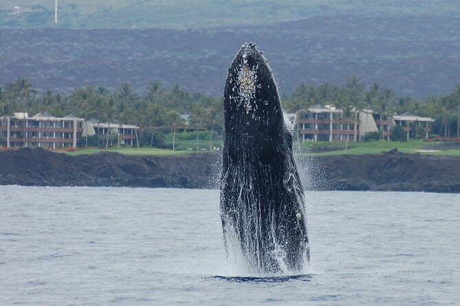 Sunset Cruise with the Whales from Anaeho'omalu Bay - The Sum Up