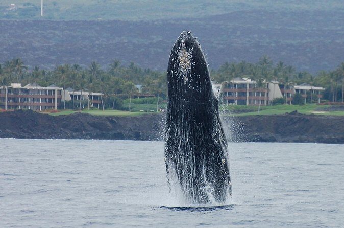 Sunset Cruise with the Whales from Anaeho'omalu Bay - FAQs