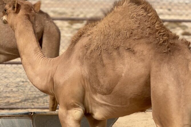 Sunset desert safari Salalah with Dinner in a Bedouins camp - FAQ