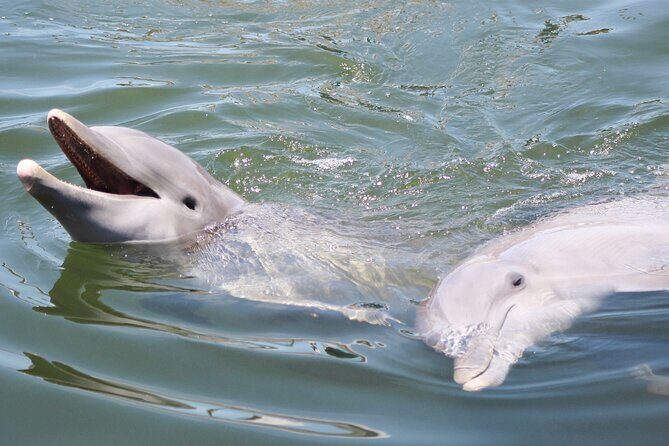 Sunset, Dolphin/Birding On A Private Guided Savannah Cruise - Key Points