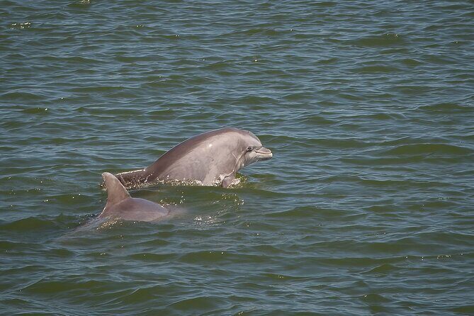 Sunset, Dolphin/Birding On A Private Guided Savannah Cruise - An Introduction to Savannah’s Coastal Charm