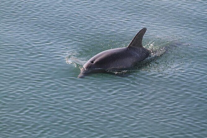 Sunset, Dolphin/Birding On A Private Guided Savannah Cruise - What’s Included and What to Bring