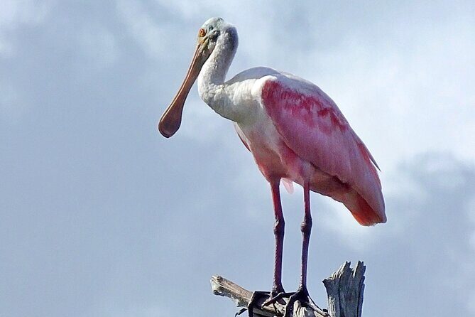 Sunset, Dolphin/Birding On A Private Guided Savannah Cruise - The Sum Up: A Worthwhile, Personal Coastal Escape