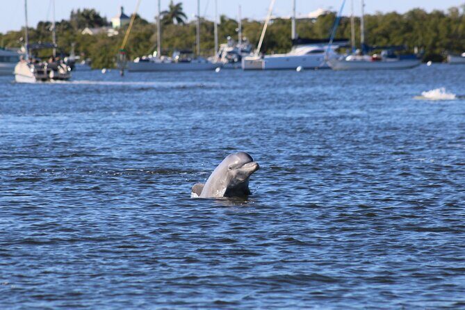 Sunset Dolphin Cruise with Sanibel Lighthouse Views - Sunset Dolphin Cruise with Sanibel Lighthouse Views — A Genuine Water Adventure in Fort Myers